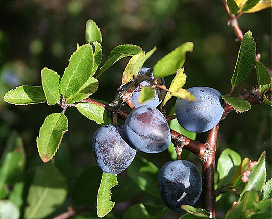 Top 3 recipes for how to make sloe gin at home