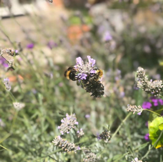 Ideas to guide you through autumn gently - by Emma