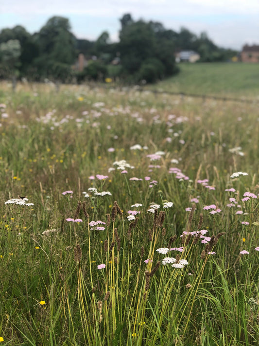 Upwilding Update: our Meadow has Come Alive with Wildlife!